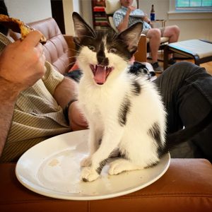 Kitten meowing energetically for food on a plate