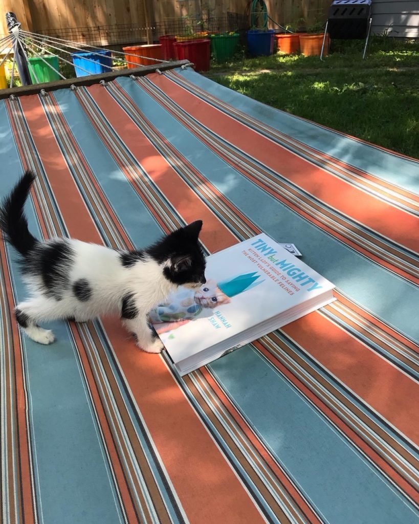 Kitten playing on book saying "Small but Mighty"
