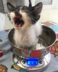 A small kitten being weighed